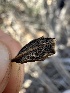  (Botryosphaeriales - FDS-CA-01589)  @11 [ ] c (2024) Rudy Diaz Fungal Diversity Survey