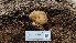  (Cortinarius sp. fuscotomentosus-CA01 - FDS-CA-03474)  @11 [ ] by-nc (2024) Fresno Mycology Society Fungal Diversity Survey
