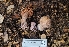  (Cortinarius sp. CA48 - FDS-CA-03477)  @11 [ ] by-nc (2024) Fresno Mycology Society Fungal Diversity Survey