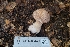  ( - FDS-CA-03477)  @11 [ ] by-nc (2024) Fresno Mycology Society Fungal Diversity Survey