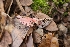  ( - FDS-CA-03478)  @11 [ ] by-nc (2024) Fresno Mycology Society Fungal Diversity Survey