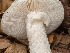  ( - FDS-CA-03671)  @11 [ ] by-nc (2024) Stu Pickell Fungal Diversity Survey