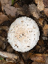  ( - FDS-CA-03671)  @11 [ ] by-nc (2024) Stu Pickell Fungal Diversity Survey