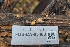  ( - FDS-CA-03483)  @11 [ ] by-nc (2024) Fresno Mycology Society Fungal Diversity Survey