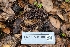  ( - FDS-CA-03485)  @11 [ ] by-nc (2024) Fresno Mycology Society Fungal Diversity Survey