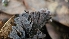  ( - FDS-CA-03485)  @11 [ ] by-nc (2024) Fresno Mycology Society Fungal Diversity Survey