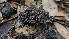  ( - FDS-CA-03485)  @11 [ ] by-nc (2024) Fresno Mycology Society Fungal Diversity Survey