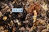  (Cortinarius glutinosoarmillatus - FDS-CA-03486)  @11 [ ] by-nc (2024) Fresno Mycology Society Fungal Diversity Survey