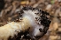  ( - FDS-CA-03486)  @11 [ ] by-nc (2024) Fresno Mycology Society Fungal Diversity Survey