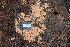  ( - FDS-CA-03487)  @11 [ ] by-nc (2024) Fresno Mycology Society Fungal Diversity Survey