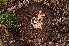  ( - FDS-CA-03487)  @11 [ ] by-nc (2024) Fresno Mycology Society Fungal Diversity Survey