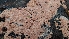  ( - FDS-CA-03487)  @11 [ ] by-nc (2024) Fresno Mycology Society Fungal Diversity Survey