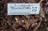  ( - FDS-CA-03488)  @11 [ ] by-nc (2024) Fresno Mycology Society Fungal Diversity Survey