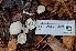 ( - FDS-CA-03489)  @11 [ ] by-nc (2024) Fresno Mycology Society Fungal Diversity Survey