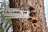  (Phaeomarasmius - FDS-CA-03490)  @11 [ ] by-nc (2024) Fresno Mycology Society Fungal Diversity Survey