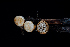  ( - FDS-CA-03483)  @11 [ ] by-nc (2024) Fresno Mycology Society Fungal Diversity Survey