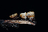  ( - FDS-CA-03483)  @11 [ ] by-nc (2024) Fresno Mycology Society Fungal Diversity Survey