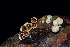  ( - FDS-CA-03488)  @11 [ ] by-nc (2024) Fresno Mycology Society Fungal Diversity Survey
