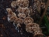  ( - HAY-F-006192)  @11 [ ] by (2023) Mandy Hackney Fungal Diversity Survey