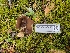  (Dissingia crassitunicata - FDS-CA-03493)  @11 [ ] by-nc (2024) Fresno Mycology Society Fungal Diversity Survey