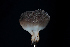  ( - FDS-CA-03493)  @11 [ ] by-nc (2024) Fresno Mycology Society Fungal Diversity Survey