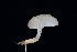 ( - FDS-CA-03489)  @11 [ ] by-nc (2024) Fresno Mycology Society Fungal Diversity Survey