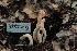  (Clavariadelphus sp. occidentalis-CA01 - FDS-CA-03480)  @11 [ ] by-nc (2024) Fresno Mycology Society Fungal Diversity Survey