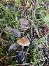  (Inocybe sp. CA44 - FDS-CA-02264)  @11 [ ] by (2024) Mandy Hackney Fungal Diversity Survey