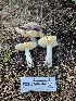  ( - FDS-CA-02262)  @11 [ ] by (2024) Mandy Hackney Fungal Diversity Survey
