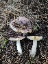  ( - FDS-CA-02262)  @11 [ ] by (2024) Mandy Hackney Fungal Diversity Survey
