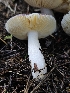  ( - FDS-CA-02262)  @11 [ ] by (2024) Mandy Hackney Fungal Diversity Survey