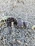  (Panaeolus - FDS-CA-02265)  @11 [ ] by (2024) Mandy Hackney Fungal Diversity Survey