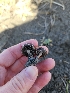 ( - FDS-CA-02265)  @11 [ ] by (2024) Mandy Hackney Fungal Diversity Survey