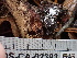  (Steccherinum sp. CA01 - FDS-CA-02393)  @11 [ ] by-nc (2024) Jaren Hockert Fungal Diversity Survey