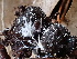  ( - FDS-CA-02393)  @11 [ ] by-nc (2024) Jaren Hockert Fungal Diversity Survey