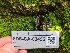  ( - FDS-CA-03496)  @11 [ ] by-nc (2024) Fresno Mycology Society Fungal Diversity Survey