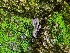  ( - FDS-CA-03496)  @11 [ ] by-nc (2024) Fresno Mycology Society Fungal Diversity Survey