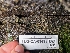  (Trichophaea sp. CA02 - FDS-CA-03498)  @11 [ ] by-nc (2024) Fresno Mycology Society Fungal Diversity Survey