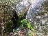  ( - FDS-CA-03498)  @11 [ ] by-nc (2024) Fresno Mycology Society Fungal Diversity Survey