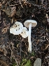  ( - FDS-CA-02263)  @11 [ ] by (2024) Mandy Hackney Fungal Diversity Survey