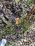  ( - FDS-CA-03271)  @11 [ ] by (2024) Justin Paulin Fungal Diversity Survey