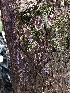  ( - FDS-CA-03289)  @11 [ ] by (2024) Justin Paulin Fungal Diversity Survey