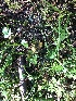  ( - FDS-CA-03296)  @11 [ ] by (2024) Justin Paulin Fungal Diversity Survey