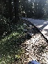  ( - FDS-CA-03296)  @11 [ ] by (2024) Justin Paulin Fungal Diversity Survey