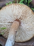  (Lepiota cristata - FDS-CA-03682)  @11 [ ] by-nc (2024) Stu Pickell Fungal Diversity Survey