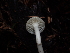  ( - FDS-CA-03267)  @11 [ ] by (2024) Justin Paulin Fungal Diversity Survey