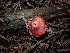  ( - FDS-CA-03269)  @11 [ ] by (2024) Justin Paulin Fungal Diversity Survey