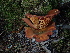  ( - FDS-CA-03270)  @11 [ ] by (2024) Justin Paulin Fungal Diversity Survey