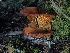  ( - FDS-CA-03270)  @11 [ ] by (2024) Justin Paulin Fungal Diversity Survey