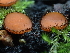  (Scutellinia sp. PNW11 - FDS-CA-03271)  @11 [ ] by (2024) Justin Paulin Fungal Diversity Survey
